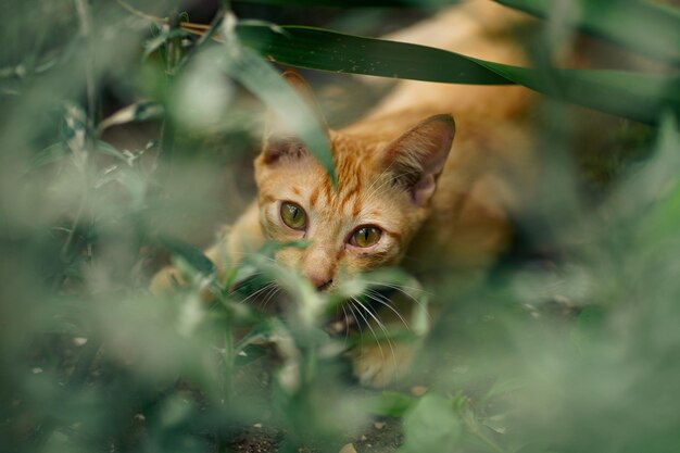 Portret van een tabby kitten