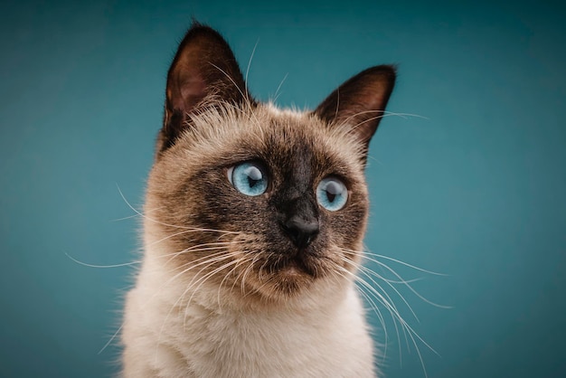 Portret van een Thaise kat op een blauwe achtergrond Thaise kat close-up