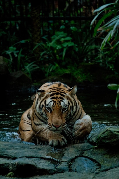 portret van een tijger die uit het water komt