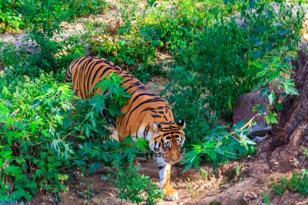Portret van een tijger Panthera Tigris