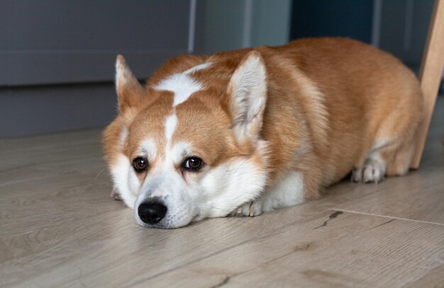 Foto portret van een trieste gele en witte corgi die op de vloer ligt en naar de camera kijkt