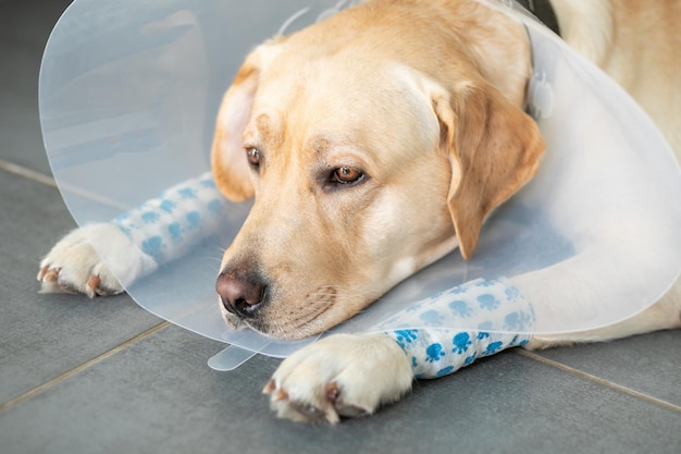 Foto portret van een trieste hond met een beschermende kegel op zijn nek en poten in het gips ligt op de vloer