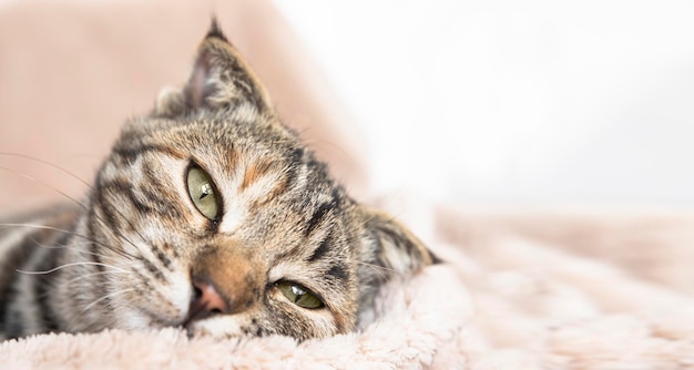 Portret van een trieste zieke kat close-up een gestreepte huiskat met groene ogen kijkt weg banner met