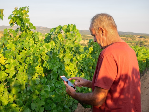 Portret van een trotse volwassen boer die met hoed in de wijngaard staat en naar de mobiele telefoon kijkt Tevreden volwassen wijnmaker die naar de wijngaard kijkt Landbouw bedrijfsconcept