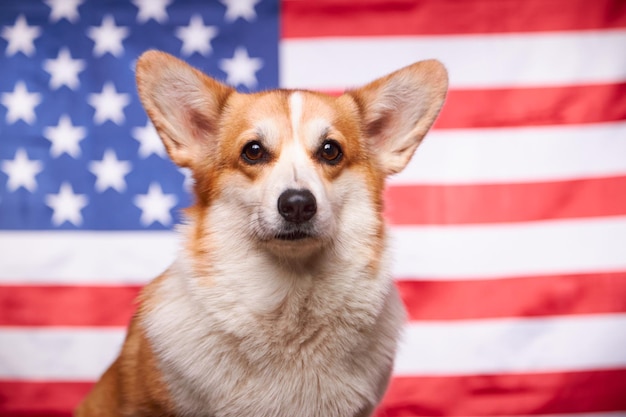 Portret van een trotse Welsh Corgi Pembroke-hond voor de Amerikaanse vlag