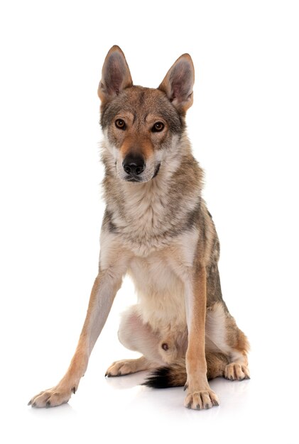 Portret van een Tsjechoslowaakse wolfshond