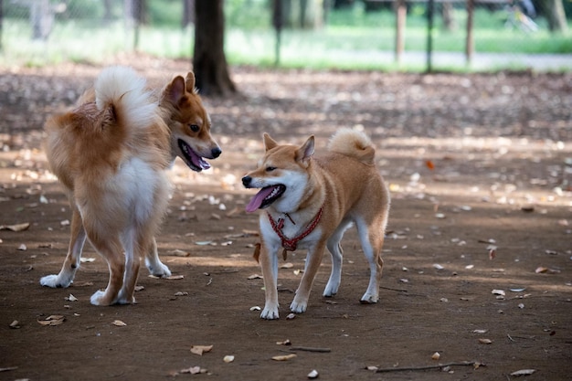 Portret van een twee honden spelen en staan samen buiten