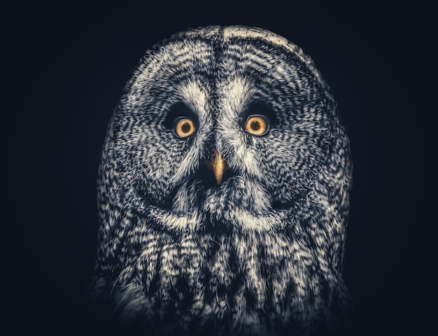 Portret van een uil op een zwarte achtergrond
