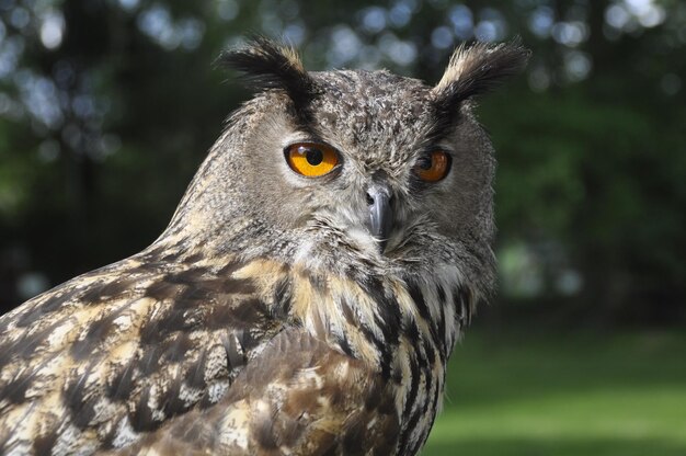 Portret van een uil op het veld