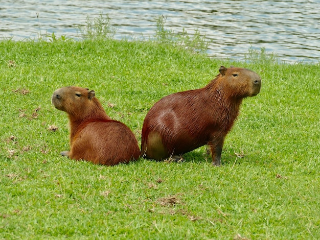 Foto portret van een varken op een grasveld.