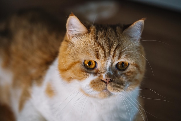 Portret van een verraste oranje kat die naar de camera kijkt