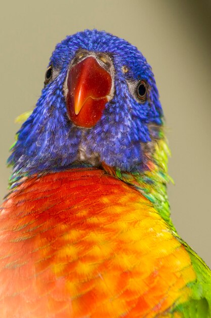 Foto portret van een vogel