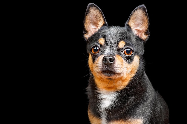 Portret van een volbloed driekleurige hond Chihuahua op een zwarte achtergrond isoleren Een huisdier een dier