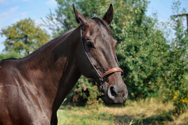 Portret van een volbloed paard op een groene weide