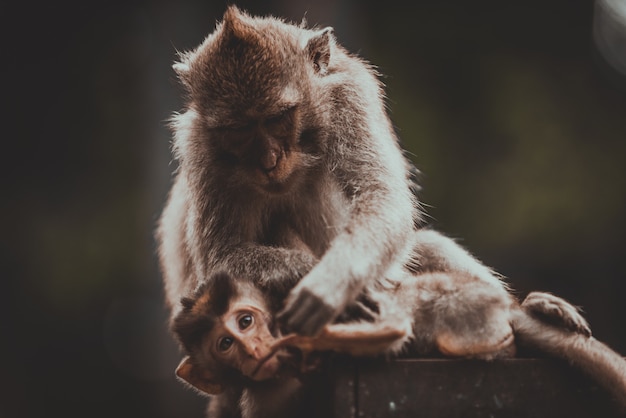 Portret van een volwassen aap in monkey forest, ubud, bali