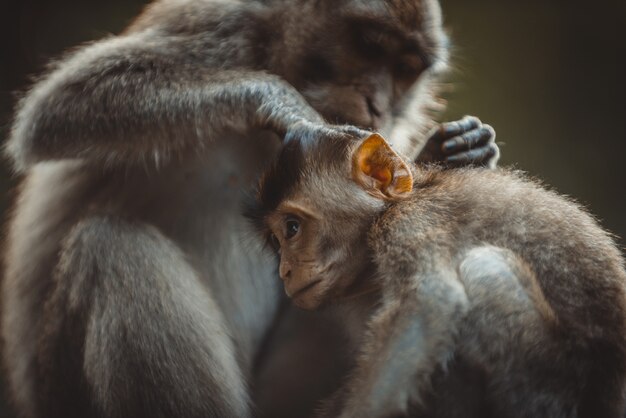 Portret van een volwassen aap in Monkey Forest, Ubud, Bali