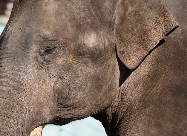 Portret van een volwassen Aziatische olifant met witte slagtanden