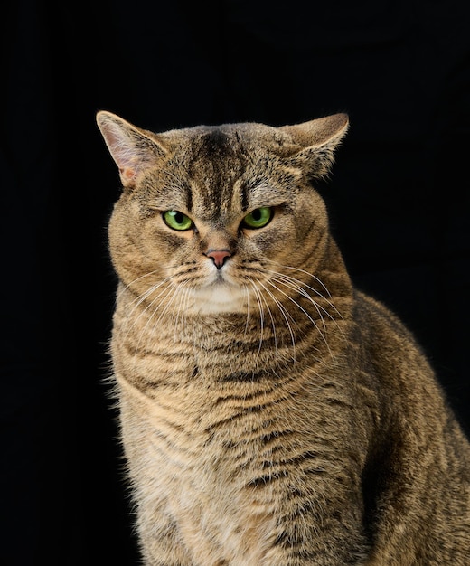 Portret van een volwassen grijze kat met groene ogen op een zwarte achtergrond