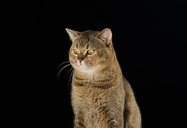 Portret van een volwassen grijze Schotse rechte kat op een zwarte achtergrond