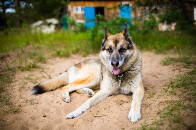 Portret van een volwassen hond op de aard.