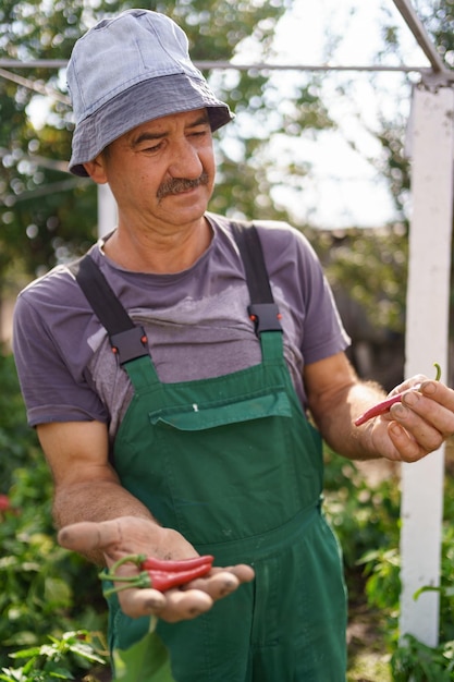 Portret van een volwassen man met rode chilipeper in zijn ruwe hand Trotse blanke boer die groenten oogst