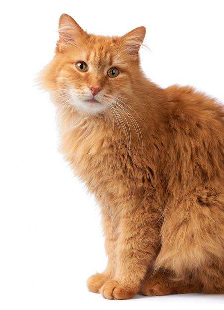 Portret van een volwassen pluizige rode kat, het dier zit zijwaarts en kijkt