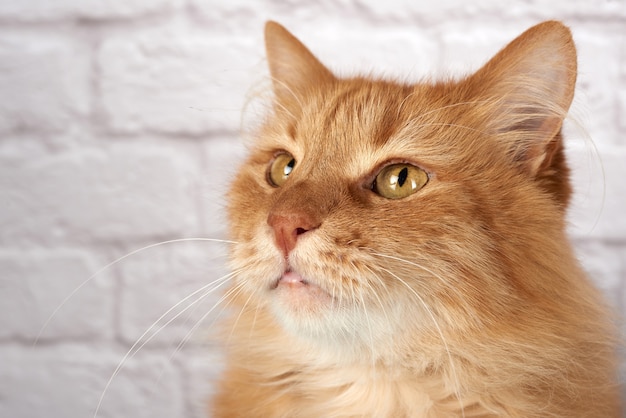 Portret van een volwassen rode kat, droevige emotie, witte achtergrond