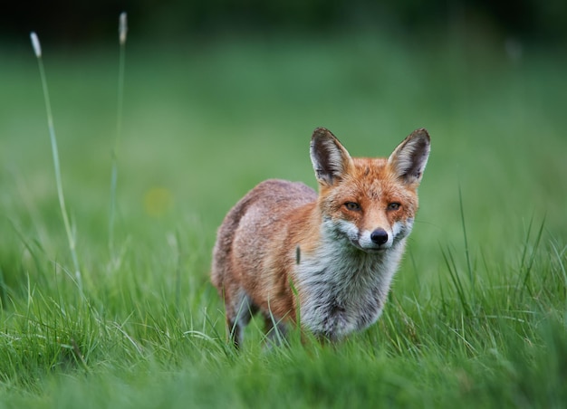 Portret van een vos op een grasveld