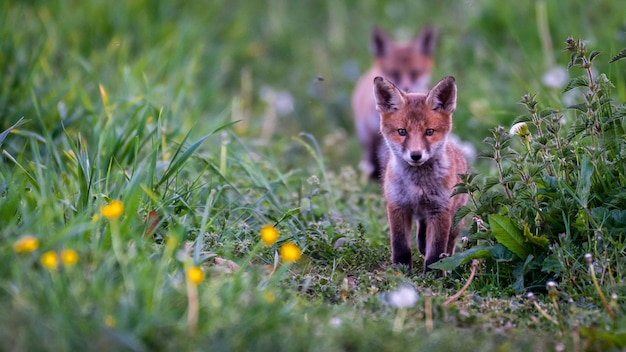 Portret van een vosskind dat op een grasveld staat