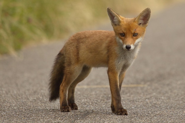 Portret van een vosspup die op de weg staat