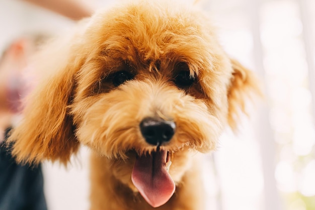 Portret van een vrolijke rode hond in een trimsalon