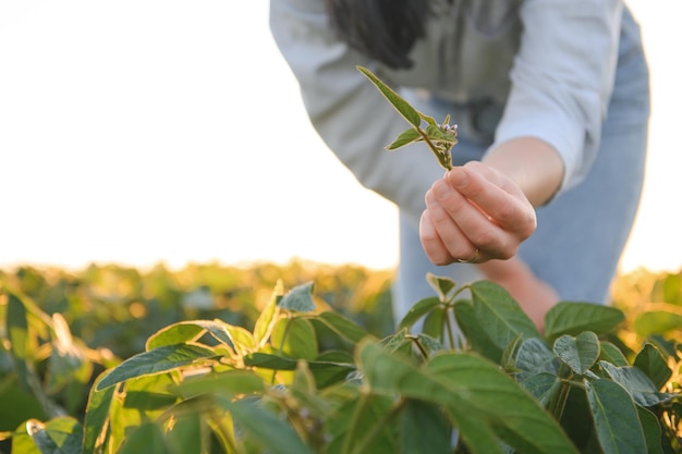 Portret van een vrouwelijke agronoom onderzocht sojabonenbladeren die op het veld groeien