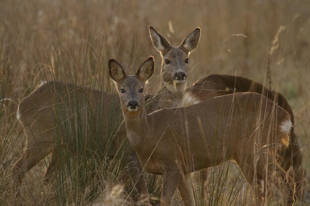 Foto portret van een vrouwelijke hert op een grasveld in de biesbosch