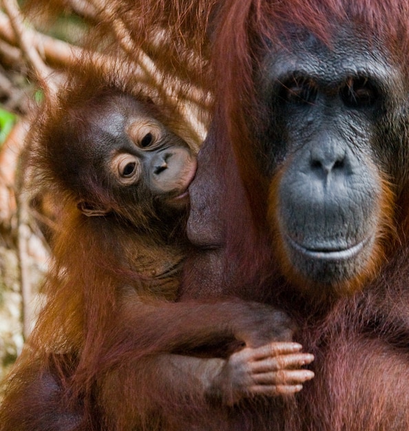 Portret van een vrouwelijke orang-oetan met een baby in het wild. Indonesië. Het eiland Kalimantan (Borneo).