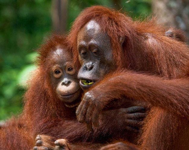 Portret van een vrouwelijke orang-oetan met een baby in het wild. Indonesië. Het eiland Kalimantan (Borneo).