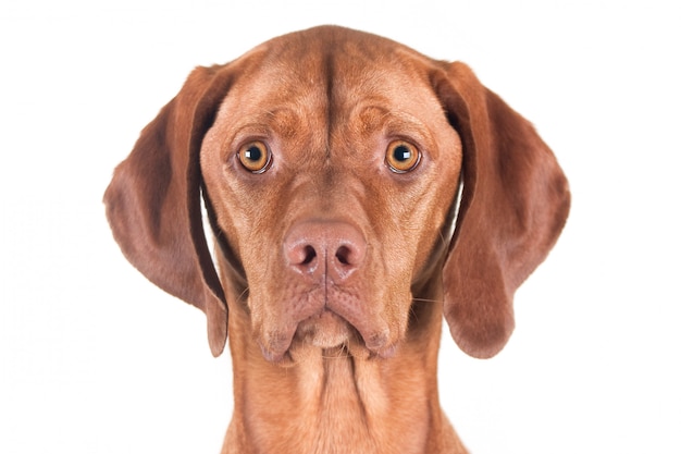 Portret van een vrouwelijke Vizsla-hond