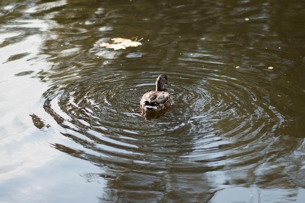 Portret van een vrouwtjes eend op het water