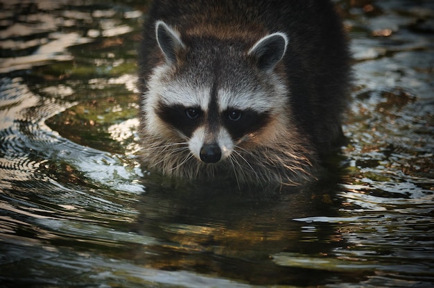 Foto portret van een wasbeer in het water die in de camera kijkt