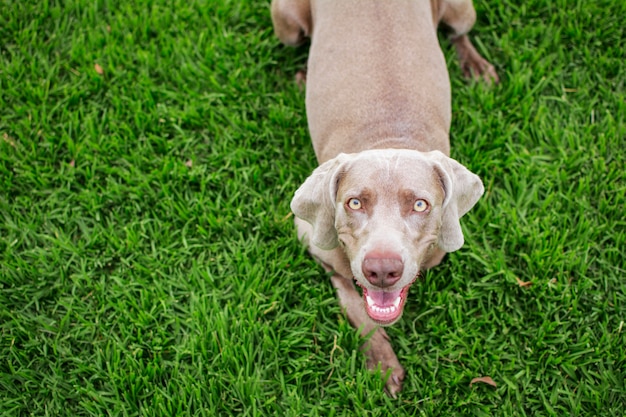 Portret van een weimaranerhond, hoogste mening, die camera bekijken, die op het groene gras van het park liggen.