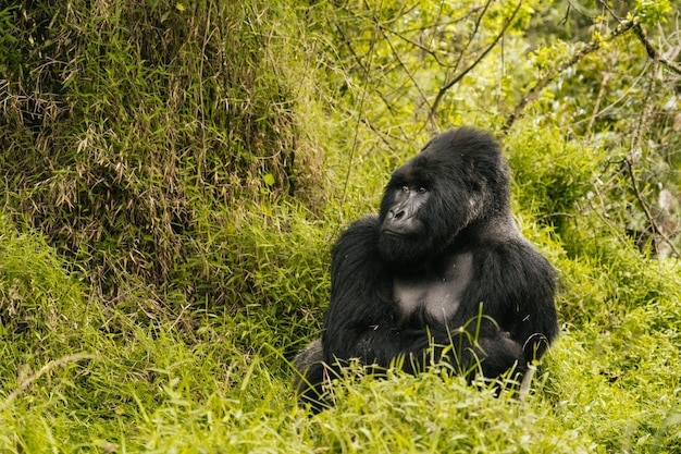 Portret van een wilde berggorilla op de natuurachtergrond in Oeganda