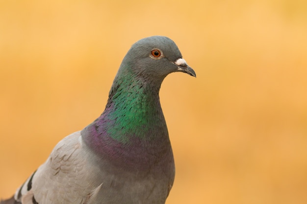 Portret van een wilde duif met mooie veren