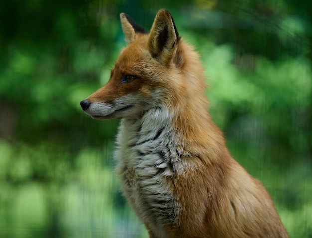 Portret van een wilde rode vos in groen gebladerte