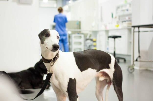 portret van een windhondhond in een dierenkliniek