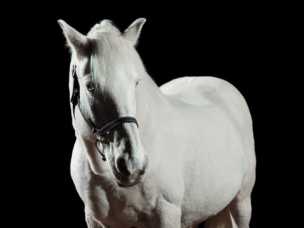 Portret van een wit paard, geïsoleerd op zwarte muur