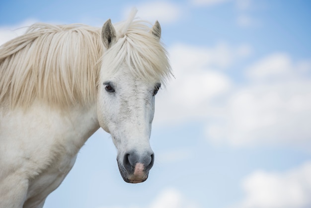 Portret van een wit paard in de natuur