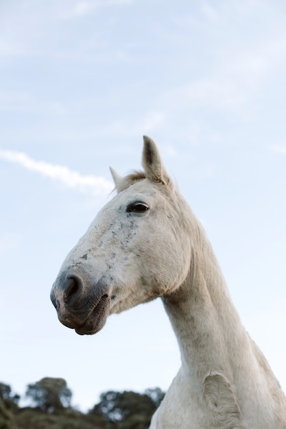 Portret van een wit paard met een blauwe hemel