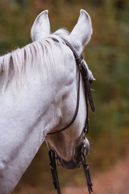 portret van een wit paard op een groene achtergrond. achtergrond wazig concept