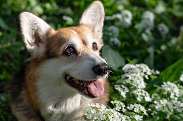 portret van een witbruine Pembroke corgi-hond in een lentebos tussen groen en bloemen
