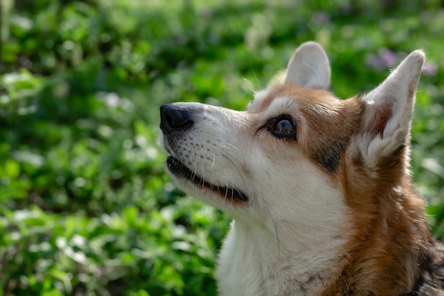 portret van een witbruine Pembroke corgi-hond in een lentebos tussen groen en bloemen