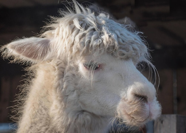 Portret van een witte alpaca Vicugna pacos een gedomesticeerd dier uit de Andes Het haar van de alpaca